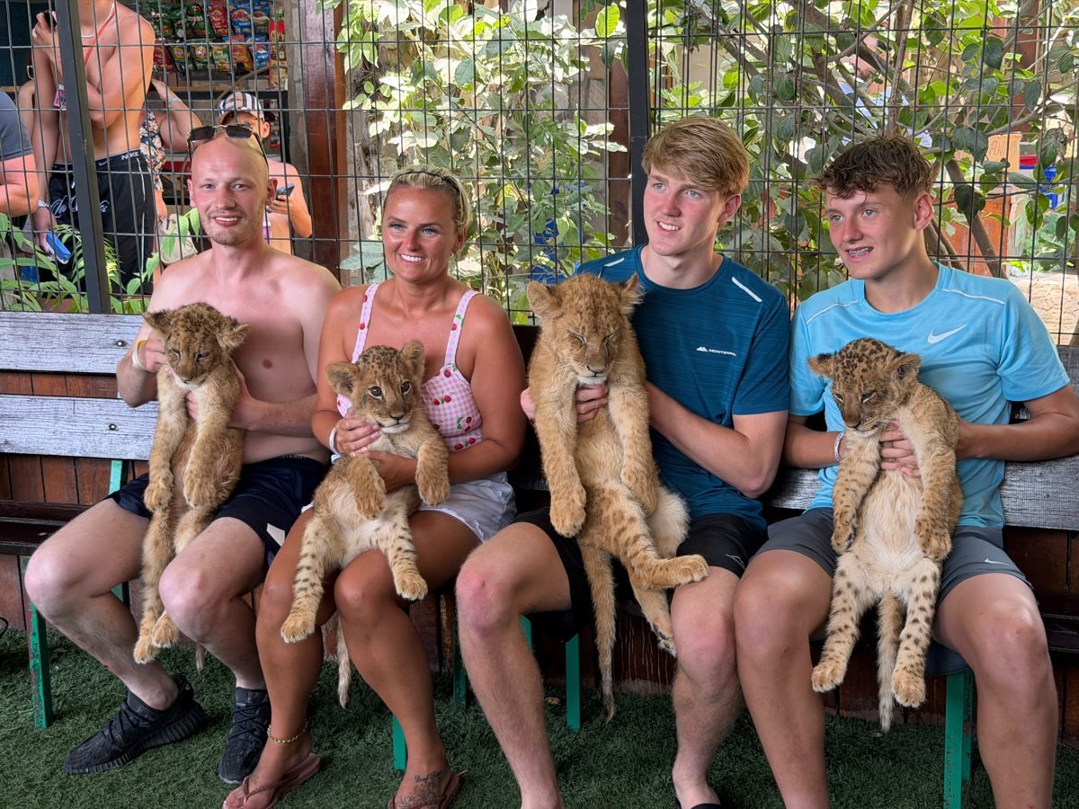 Lion Safari Tour gallery photo 7