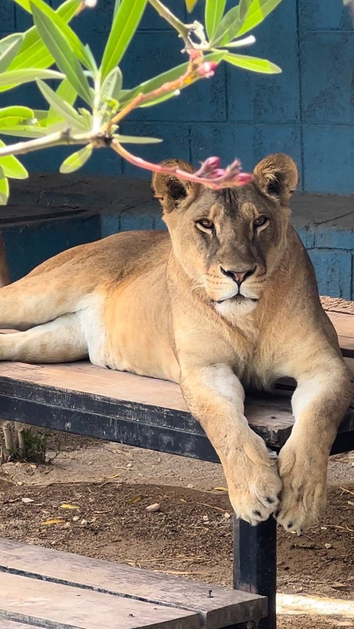 Land of Lions Tour — moment from the safari tour 2