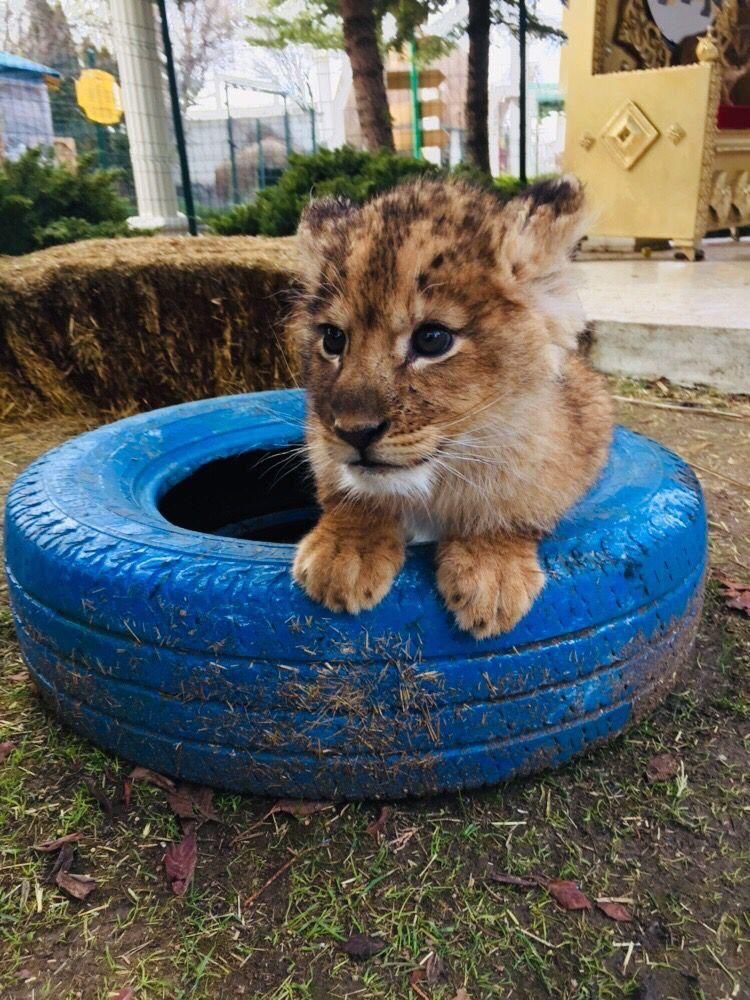 Land of Lions Tour — moment from the safari tour 3