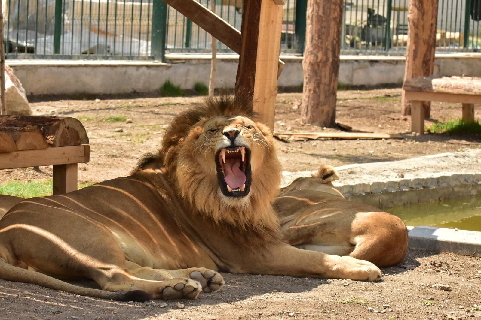 Land of Lions Tour — moment from the safari tour 6