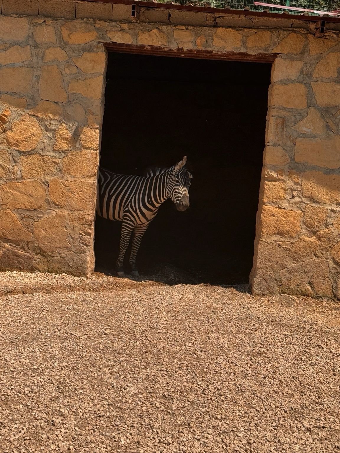 Land of Lions Tour — moment from the safari tour 7