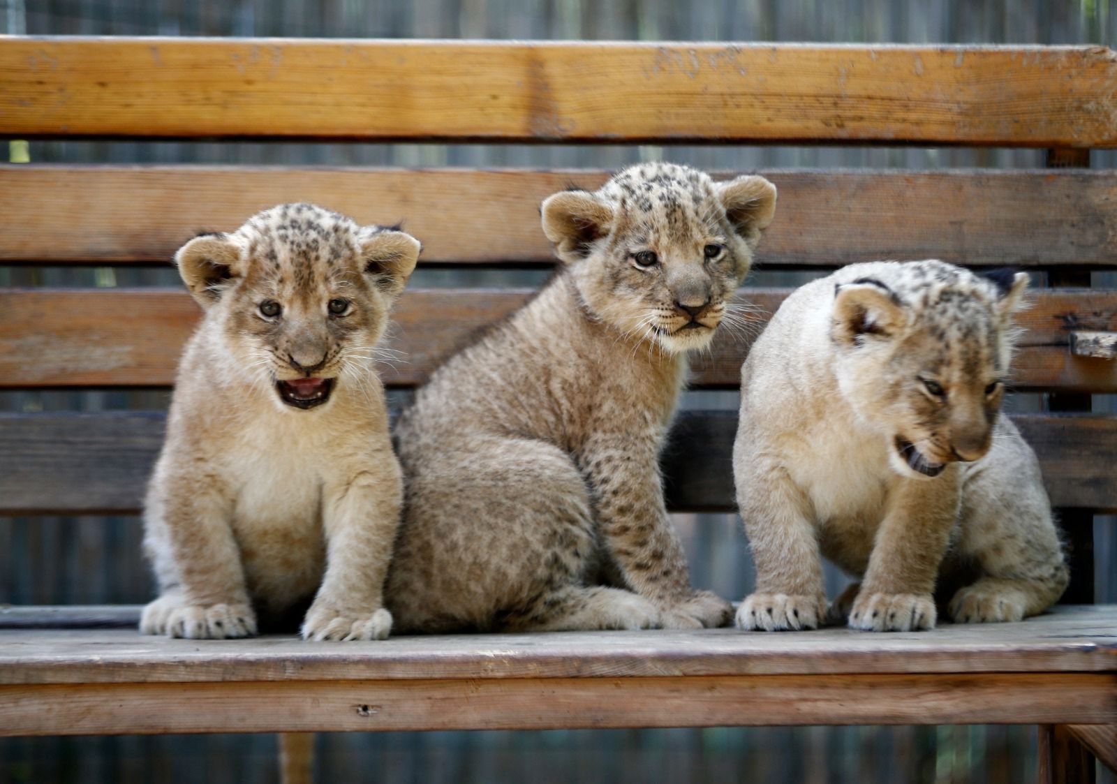 Land of Lions Tour — moment from the safari tour 9