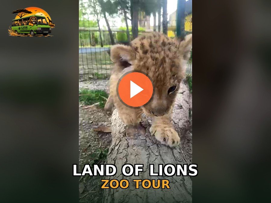 Land of Lions Tour — Tour video