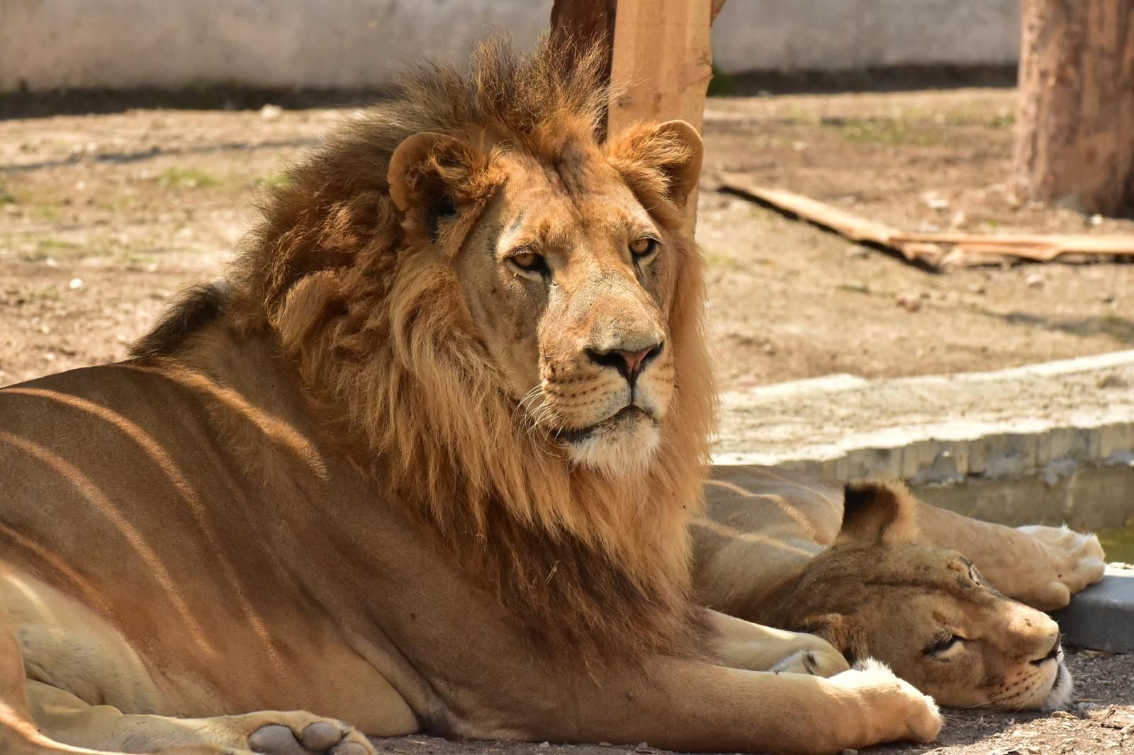 Lion to Legends Night Show — moment from the safari tour 7